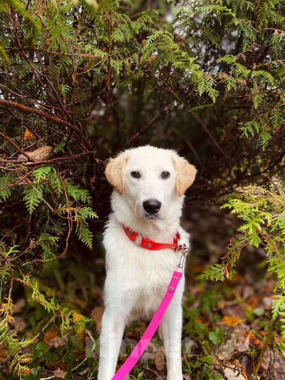 Собаки в других городах Московской области: Дэми якутенок Девочка, Бесплатно - фото 7