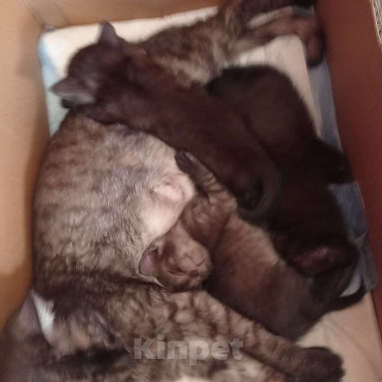 Кошки в Екатеринбурге: Котенок дымчатого цвета Девочка, 100 руб. - фото 5