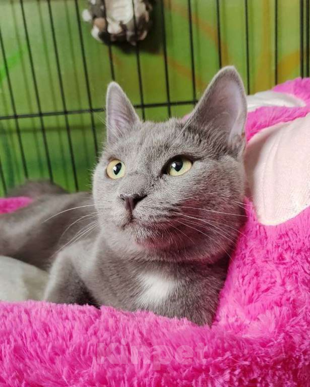 Кошки в Москве: Красавец Дымок ждет маму и папу Мальчик, Бесплатно - фото 4