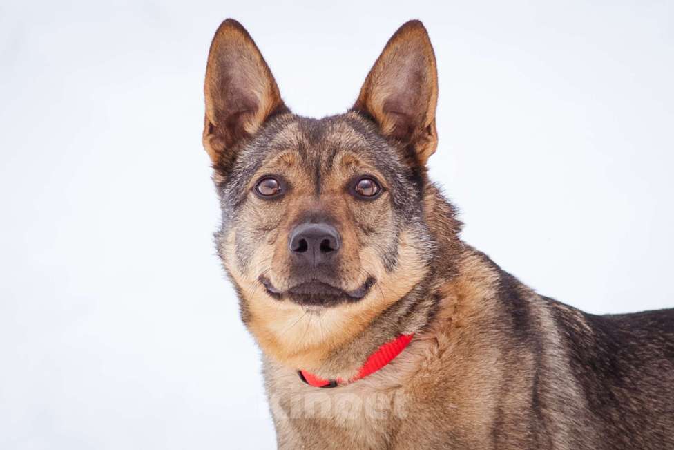 Собаки в Москве: Небольшая ласковая молодая девочка Девочка, Бесплатно - фото 4