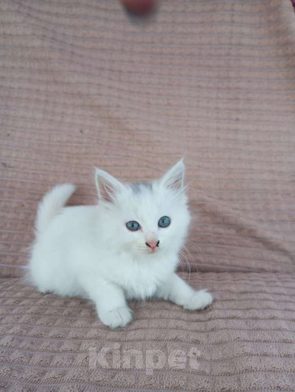 Кошки в других городах Пензенской области: Кошечка в добрые руки Девочка, Бесплатно - фото 2