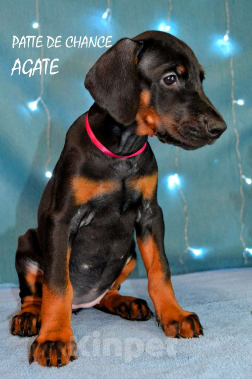 Собаки в Санкт-Петербурге: Щенок добермана Агата Девочка, 70 000 руб. - фото 5