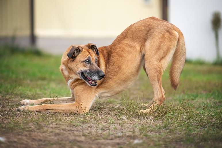 Собаки в Москве: Бонус Мальчик, Бесплатно - фото 7