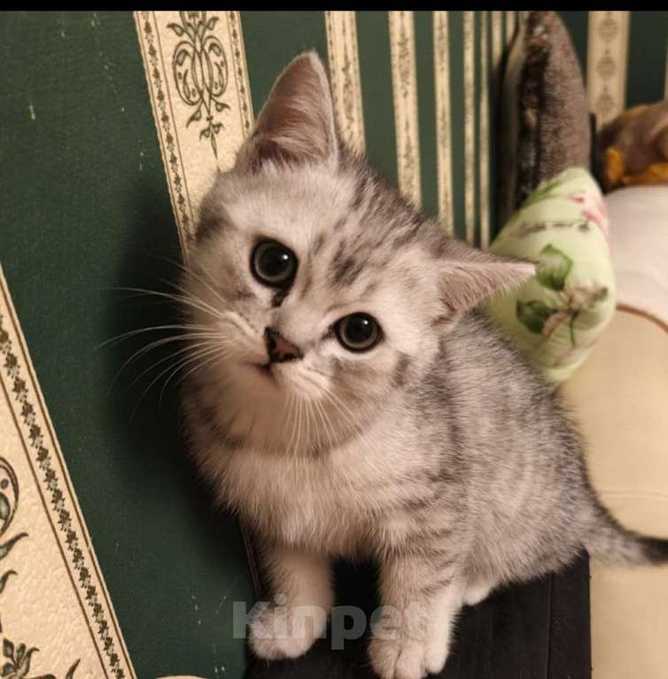 Кошки в Москве: Кошечка , голубого оттенка. Приучена к лотку, к когтеточке. Ласковая, умная. Возраст 2 месяца. Девочка, 5 000 руб. - фото 1