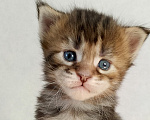 Кошки в Энгельс: Котенок Мэйн кун Девочка, 50 000 руб. - фото 2