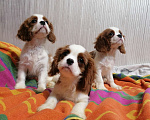 Собаки в Москве: Кавалер Кинг Чарльз 3,5 мес щенки. Девочка, 70 000 руб. - фото 2