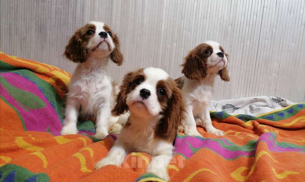 Собаки в Москве: Кавалер Кинг Чарльз 3,5 мес щенки. Девочка, 70 000 руб. - фото 2