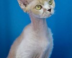 Кошки в Севастополе: Кошка девон-рекс Девочка, 90 000 руб. - фото 3