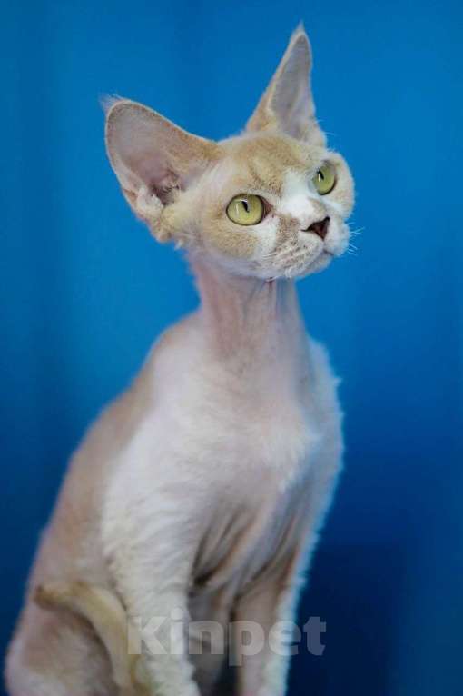 Кошки в Севастополе: Кошка девон-рекс Девочка, 90 000 руб. - фото 3