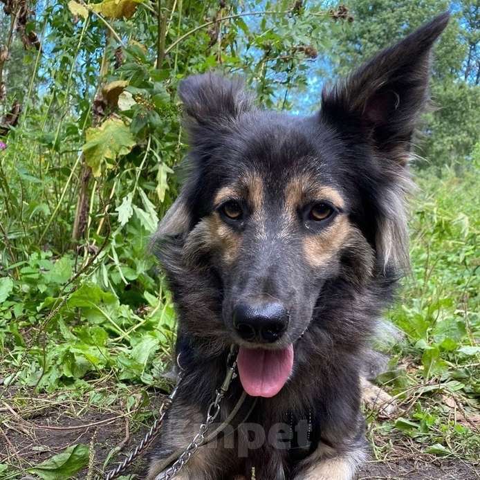 Собаки в Москве: Найджел Мальчик, Бесплатно - фото 2