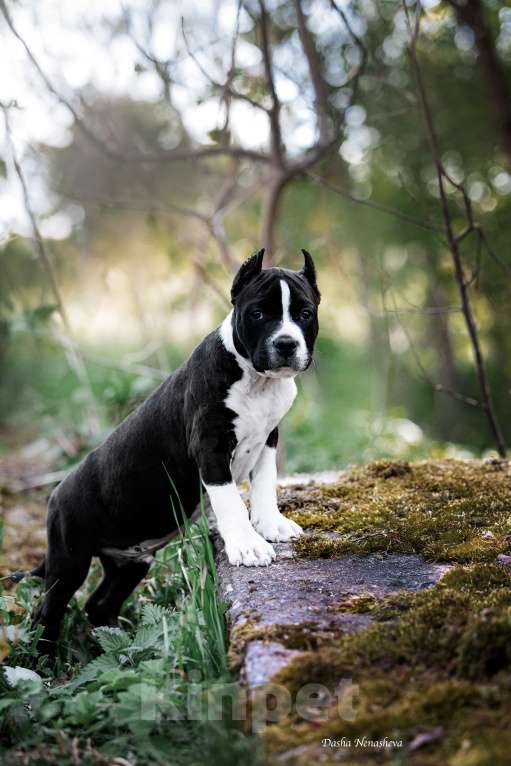 Собаки в других городах Московской области: Американский стаффордширский терьер Мальчик, 100 000 руб. - фото 2