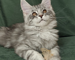Кошки в Видном: Котята мейн-куны - Чудо с кисточками! Разнополые, 50 000 руб. - фото 5