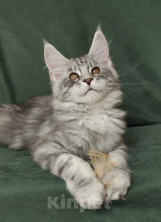 Кошки в Видном: Котята мейн-куны - Чудо с кисточками! Разнополые, 50 000 руб. - фото 5