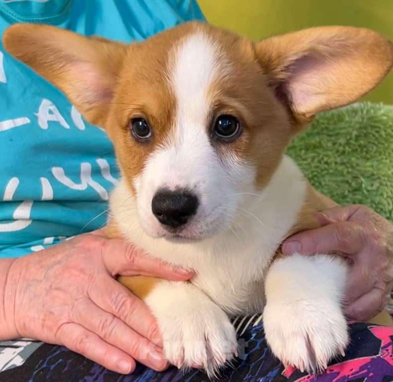 Собаки в Москве: Вельш Корги Кардиган Разнополые, 30 000 руб. - фото 3