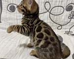 Кошки в Москве: Котенок бенгальский девочка Девочка, Бесплатно - фото 3