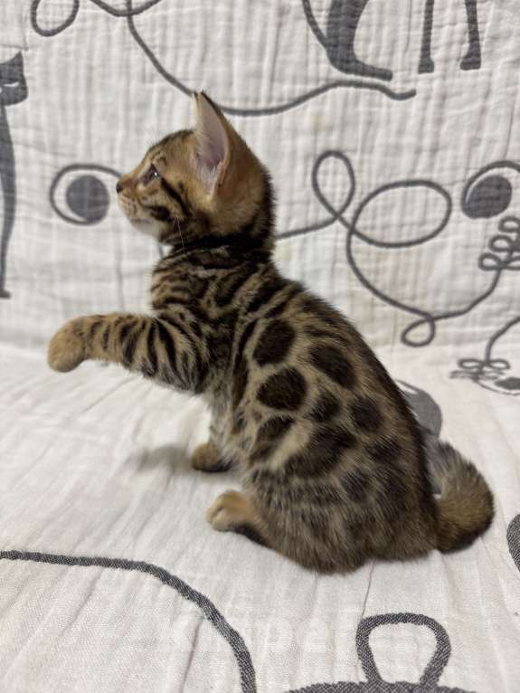 Кошки в Москве: Котенок бенгальский девочка Девочка, Бесплатно - фото 3