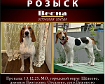 Собаки в Щелково: Пропала собака Девочка, 50 000 руб. - фото 1