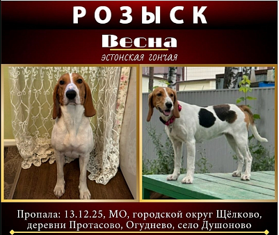 Пропала собака