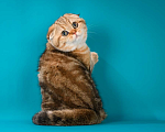Кошки в Щербинке: золотая мраморная кошечка Девочка, 25 000 руб. - фото 6