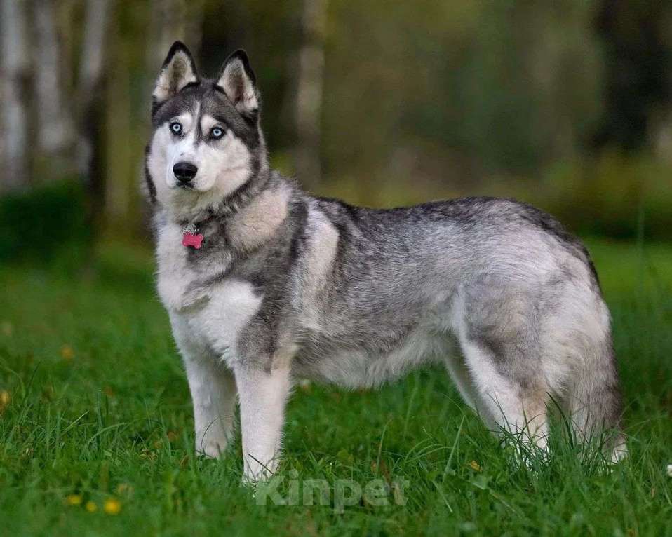 Собаки в Москве: Хаски девочка Аляска в добрые руки Девочка, Бесплатно - фото 4