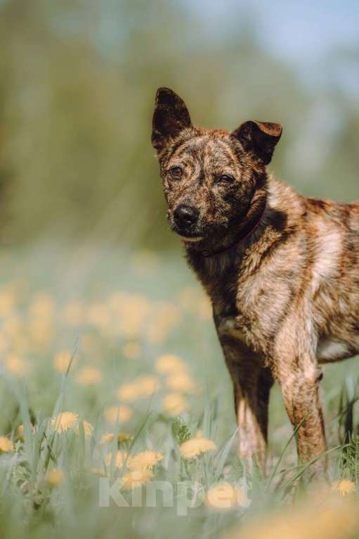 Собаки в Москве: Крошечный Венечка в добрые руки Мальчик, 1 руб. - фото 9