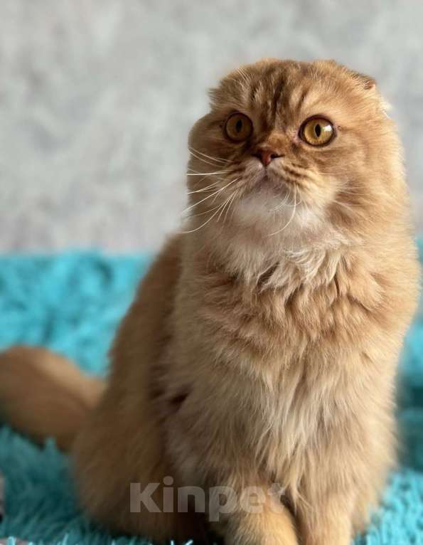 Кошки в Люберцах: Шотландские Мальчик, 8 000 руб. - фото 3