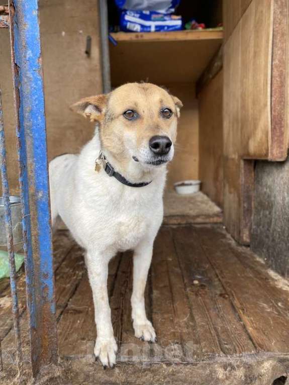 Собаки в Москве: Заберите меня из приюта! Я жду этого всю свою жизнь… ( Девочка, Бесплатно - фото 8