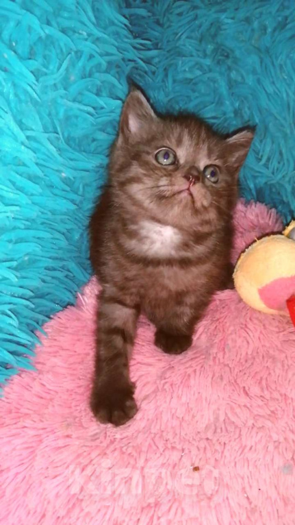 Кошки в Москве: Шотландские котята страйт  Мальчик, 8 000 руб. - фото 3