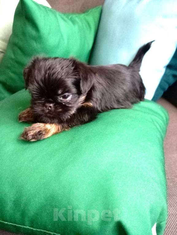 Собаки в Волгограде: Гриффон Девочка, 70 000 руб. - фото 4