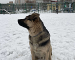 Собаки в Москве: В добрые руки Мальчик, Бесплатно - фото 7