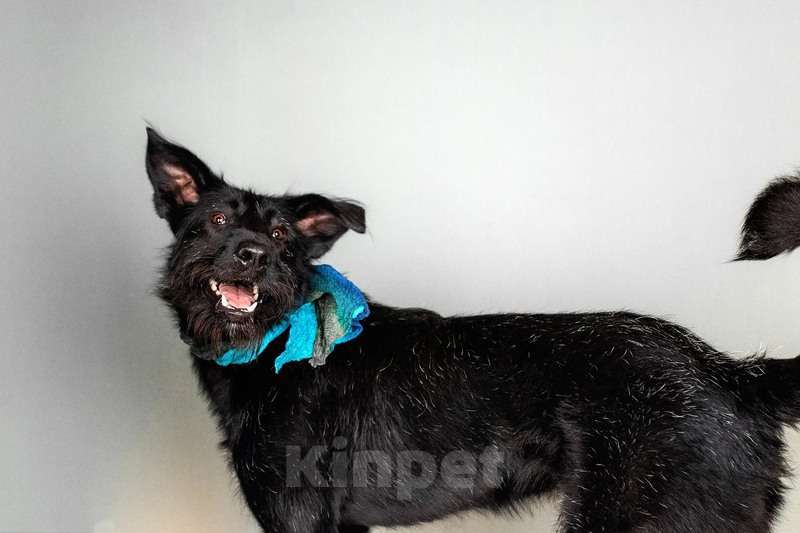 Собаки в Москве: Высокий бородатик Брэд в добрые руки Мальчик, 1 руб. - фото 5