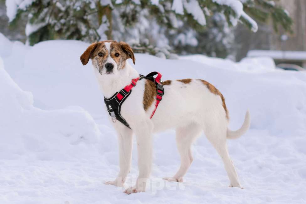 Собаки в Москве: Ищет дом маленькая белая принцесса Девочка, Бесплатно - фото 7
