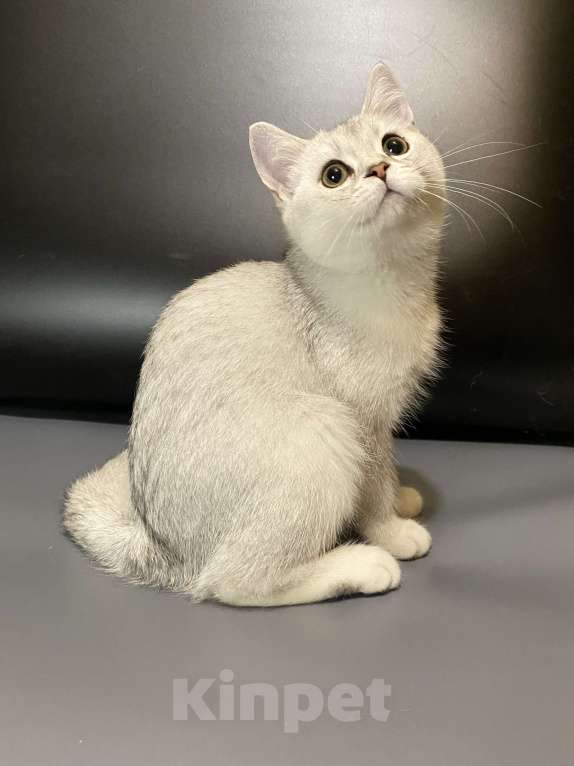 Кошки в Москве: Девочки Девочка, 25 000 руб. - фото 5