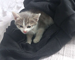 Кошки в Перми: отдаю котёнка Мальчик, Бесплатно - фото 1