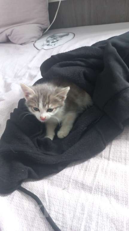 Кошки в Перми: отдаю котёнка Мальчик, Бесплатно - фото 1