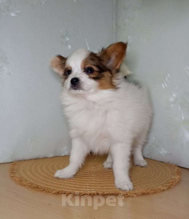 Собаки в Москве: Малышка-папийон интересного окраса Девочка, Бесплатно - фото 2