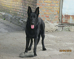 Собаки в Новошахтинске: Чёрный кобель вео (вязка) Мальчик, 5 000 руб. - фото 3