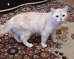 Кошки в Чите: Кот шотландский, 1 руб. - фото 5