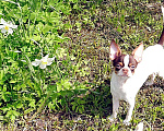 Собаки в Санкт-Петербурге: Чихуа размер с цветочек , кобби тип , беби фейс, 85 000 руб. - фото 2