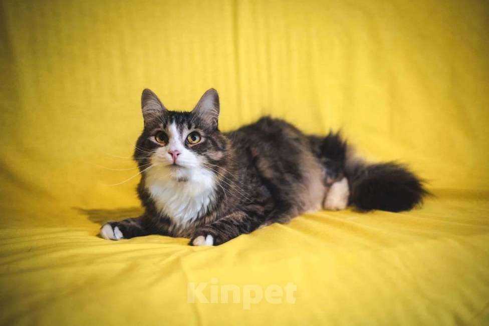 Кошки в Москве: Пушистый котик Камыш ищет хозяина Мальчик, Бесплатно - фото 5