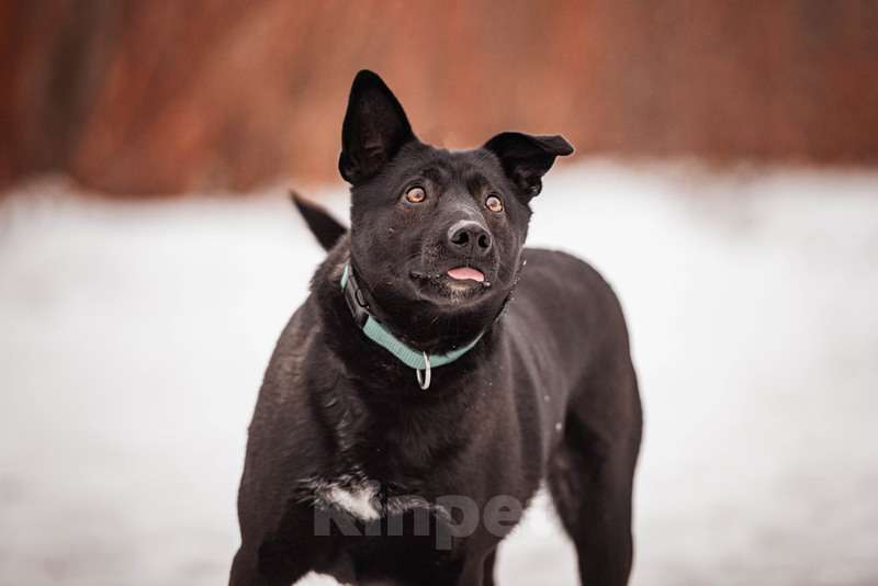 Собаки в Москве: Черная красавица и умница Марта в добрые руки Девочка, Бесплатно - фото 8