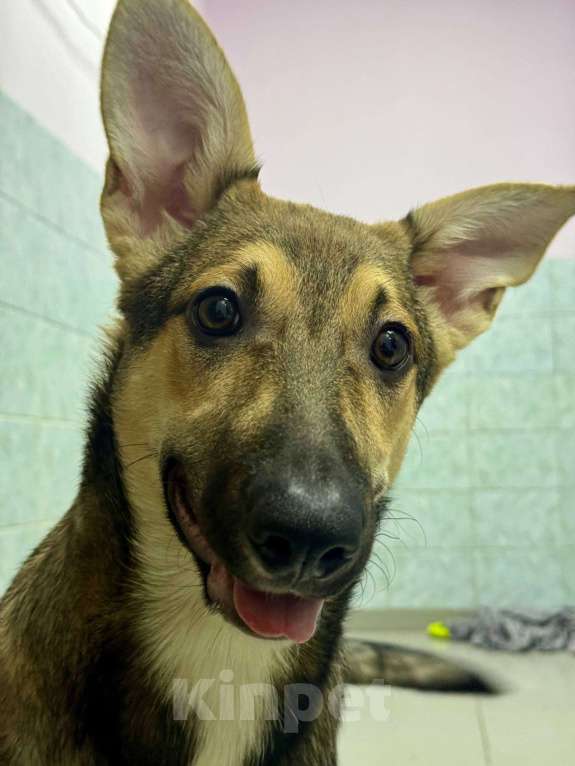 Собаки в Москве: Последняя. Почему все разъехались по домам, а Никуся всё еще здесь? Девочка, Бесплатно - фото 3