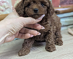Собаки в Москве: Тойпудель Мальчик, 100 000 руб. - фото 2