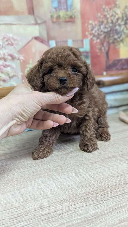 Собаки в Москве: Тойпудель Мальчик, 100 000 руб. - фото 2