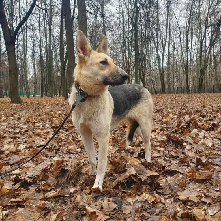 Собаки в Москве: Веста ищет дом! Девочка, Бесплатно - фото 6