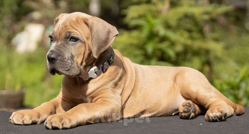 Собаки в других городах Свердловской области: Щенок Кане-корсо: девочка форментино  Девочка, 80 000 руб. - фото 2