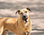 Собаки в Раменском: Собака Лексус ищет дом Мальчик, 1 руб. - фото 2