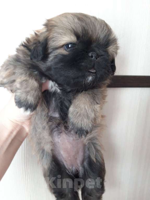 Собаки в Москве: Щенок пекинеса девочка Девочка, 8 000 руб. - фото 2