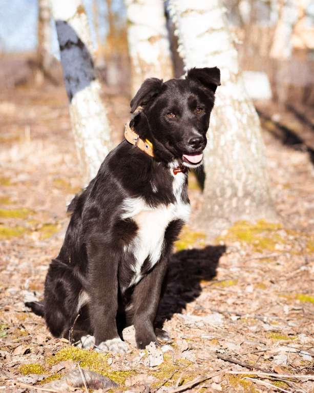 Собаки в Москве: Щенок в добрые руки Мальчик, Бесплатно - фото 9