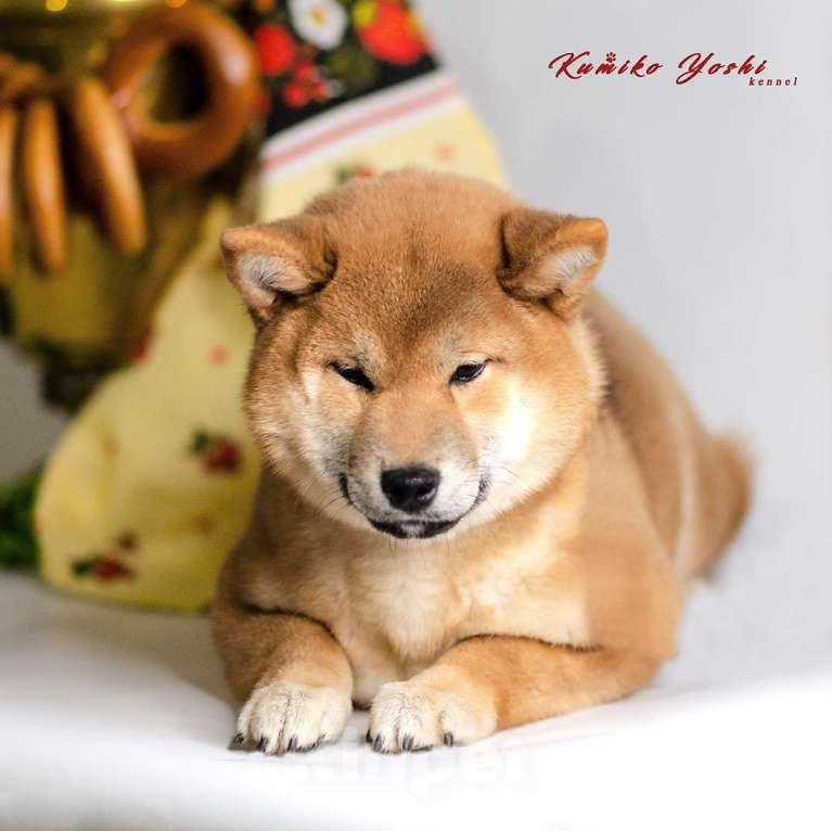 Собаки в Мурманске: Сиба ину девочка РКФ Девочка, 75 000 руб. - фото 6